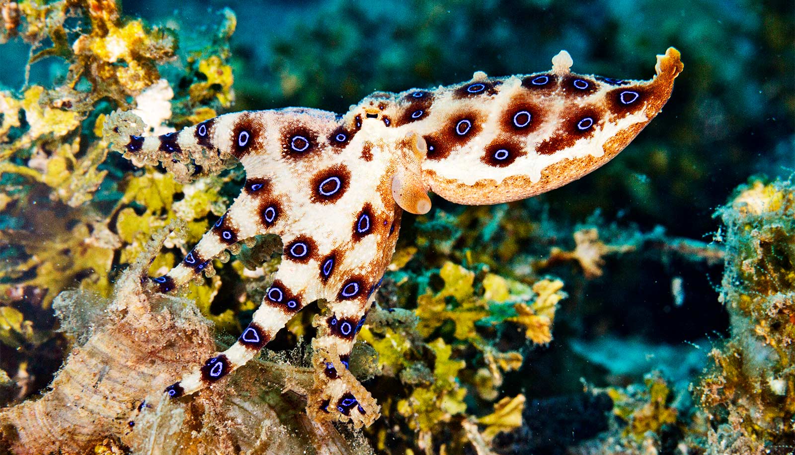 A greater blue-ringed octopus moves through ocean water.