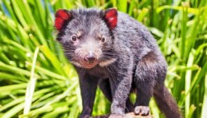 A Tasmanian devil stands on a stump in front of bright green leaves.