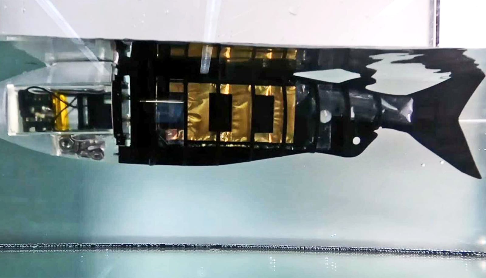 A robot fish swims through water thanks to the new artificial muscles.