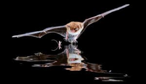 A bat flies low over water so that it is directly above its own reflection.