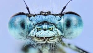 A close up on the face and eyes of a common blue damselfly.