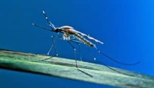 A mosquito on a leaf against a deep blue background.