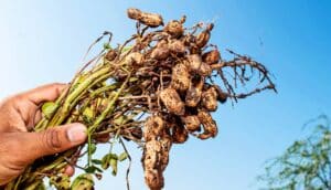 A person holds up a peanut plant with the roots showing.