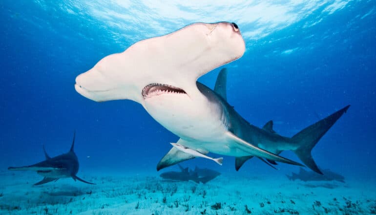 A hammerhead shark swims through deep blue water.