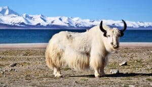 A white yak on a Tibetan lake with white mountains in the background.