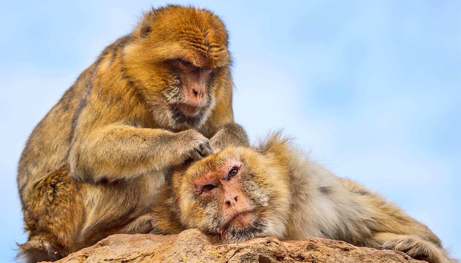 One macaque grooms another as it lays on a rock.