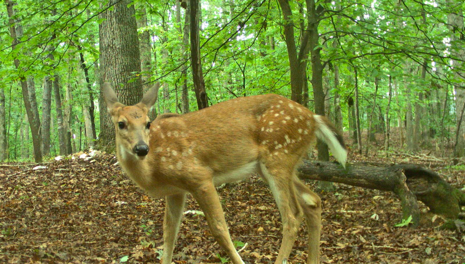 How animal behavior changed during COVID