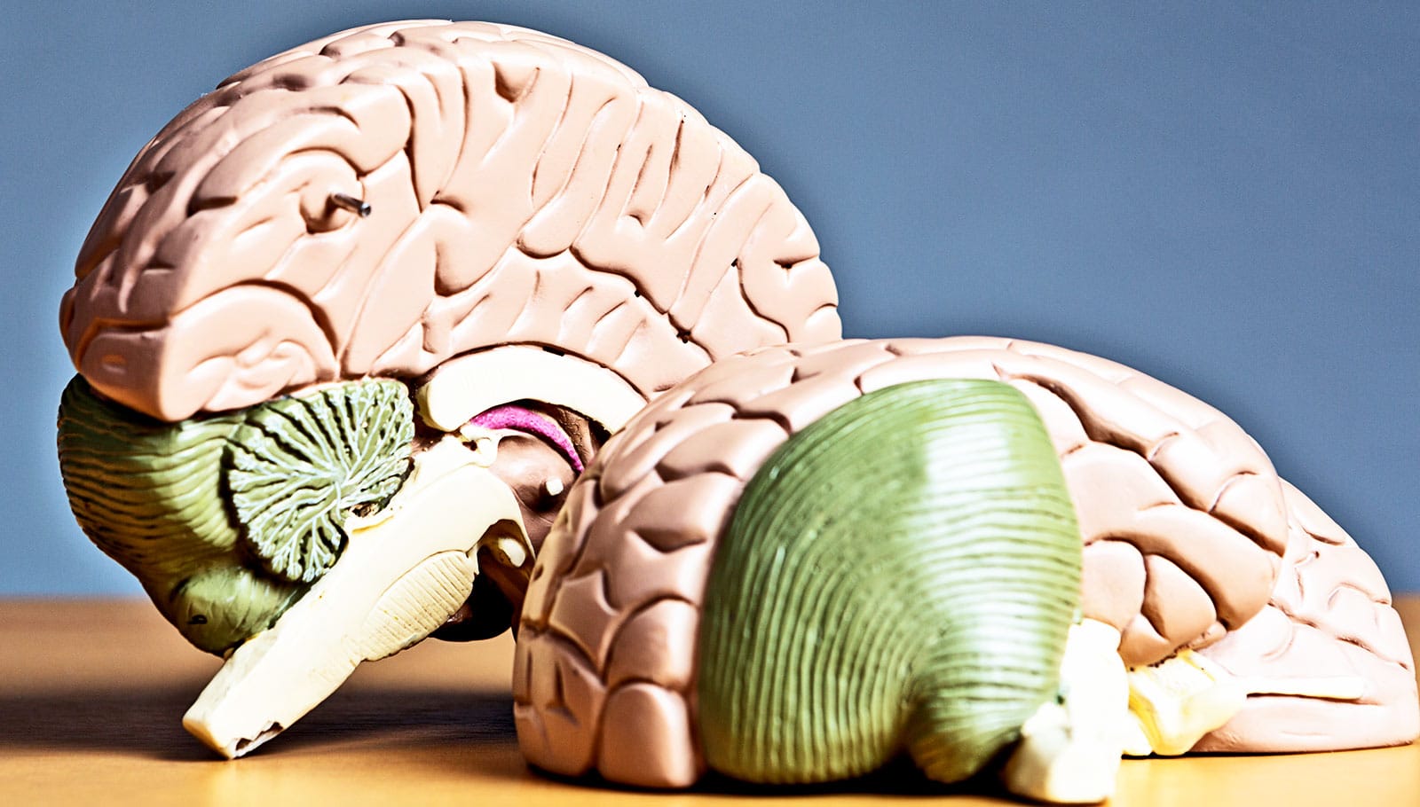 A plastic medical model of the brain with one half resting on a table and the other half displayed upright.