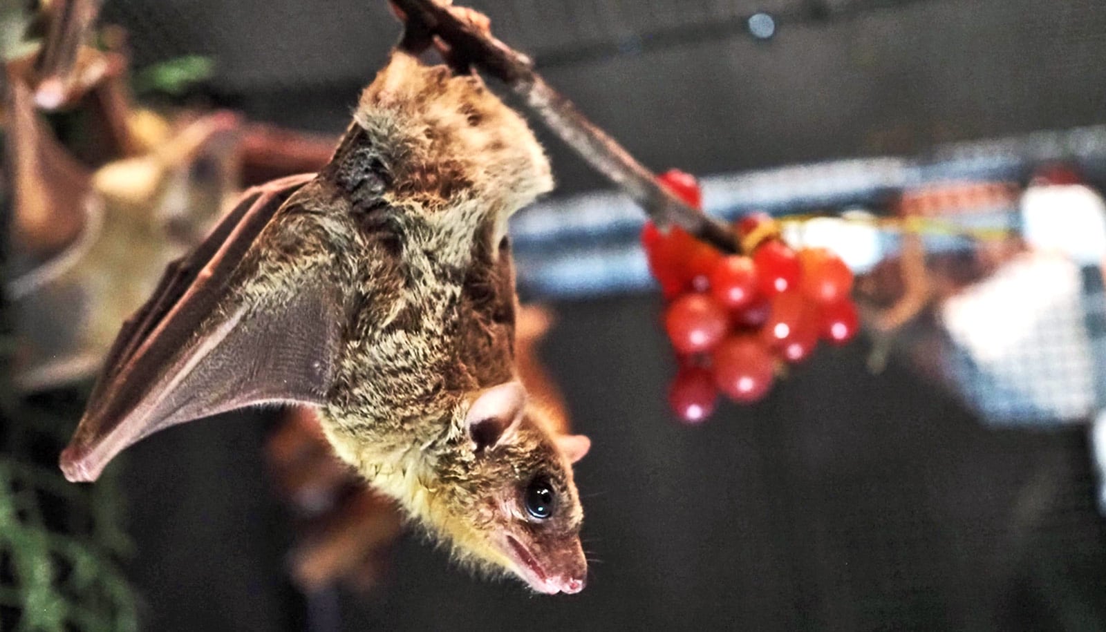 A small bat hanging from a branch not far from berries