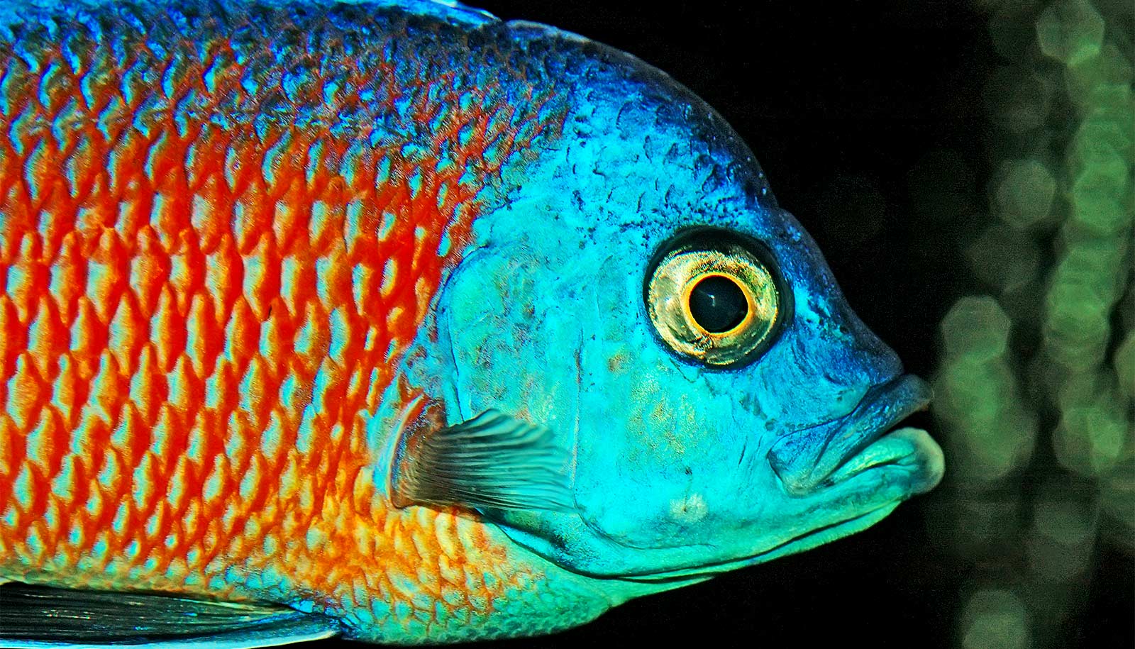 Fish scale waste could remove dye pollution from water - Futurity