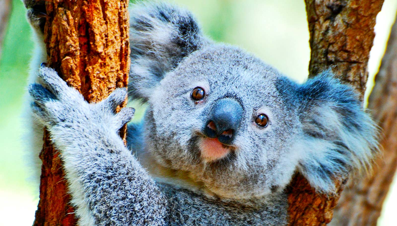 A koala climbing a tree.