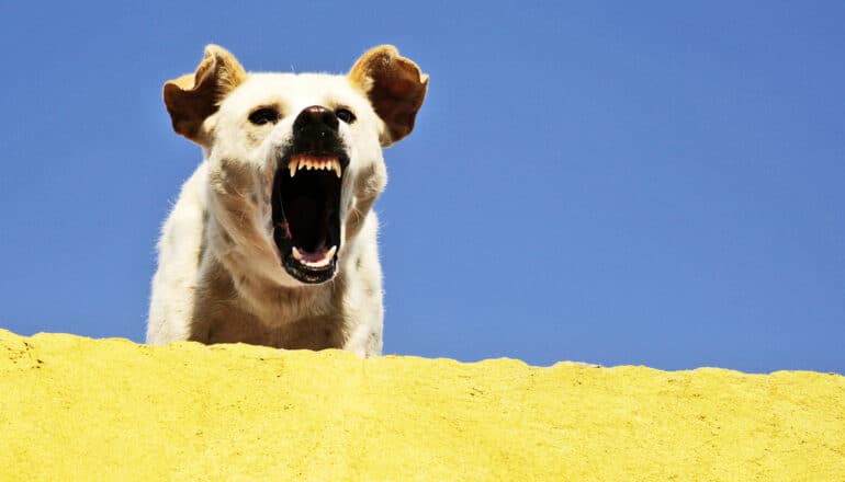 A dog barks angrily while standing on a yellow porch.