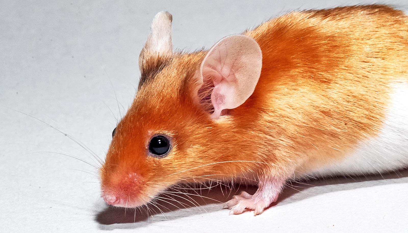 A close up of a mouse with reddish fur on a gray background.