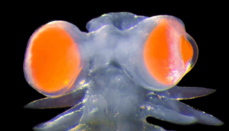 The blue-gray worm's head has two huge, bulbous orange eyes on either side.