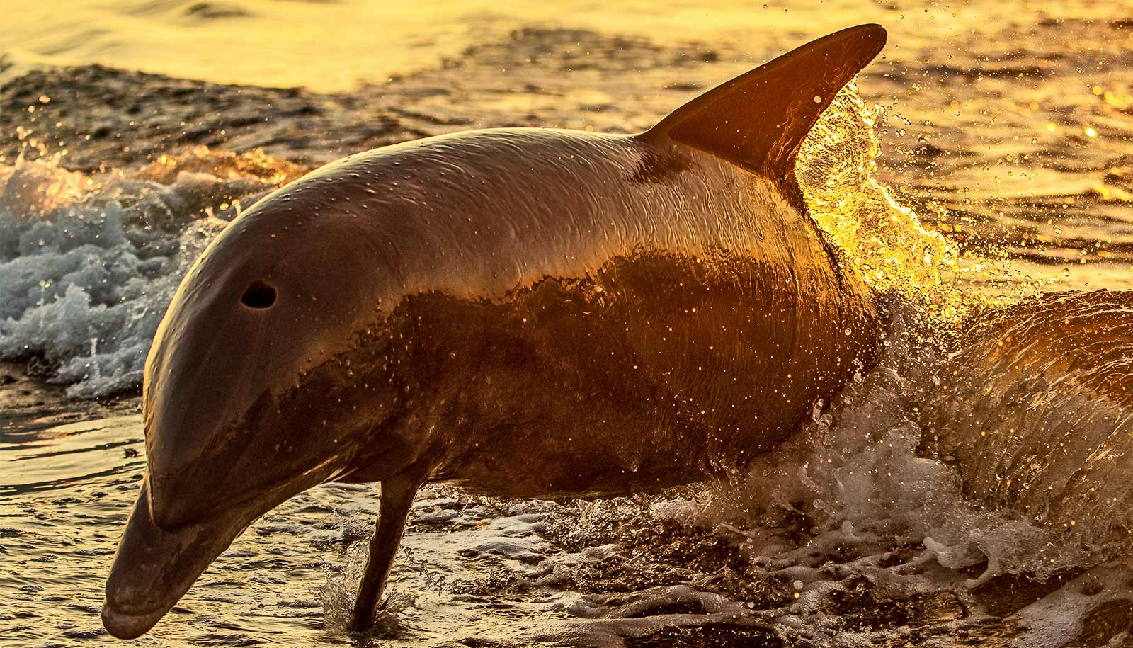 Dolphin found with avian flu in Florida Futurity