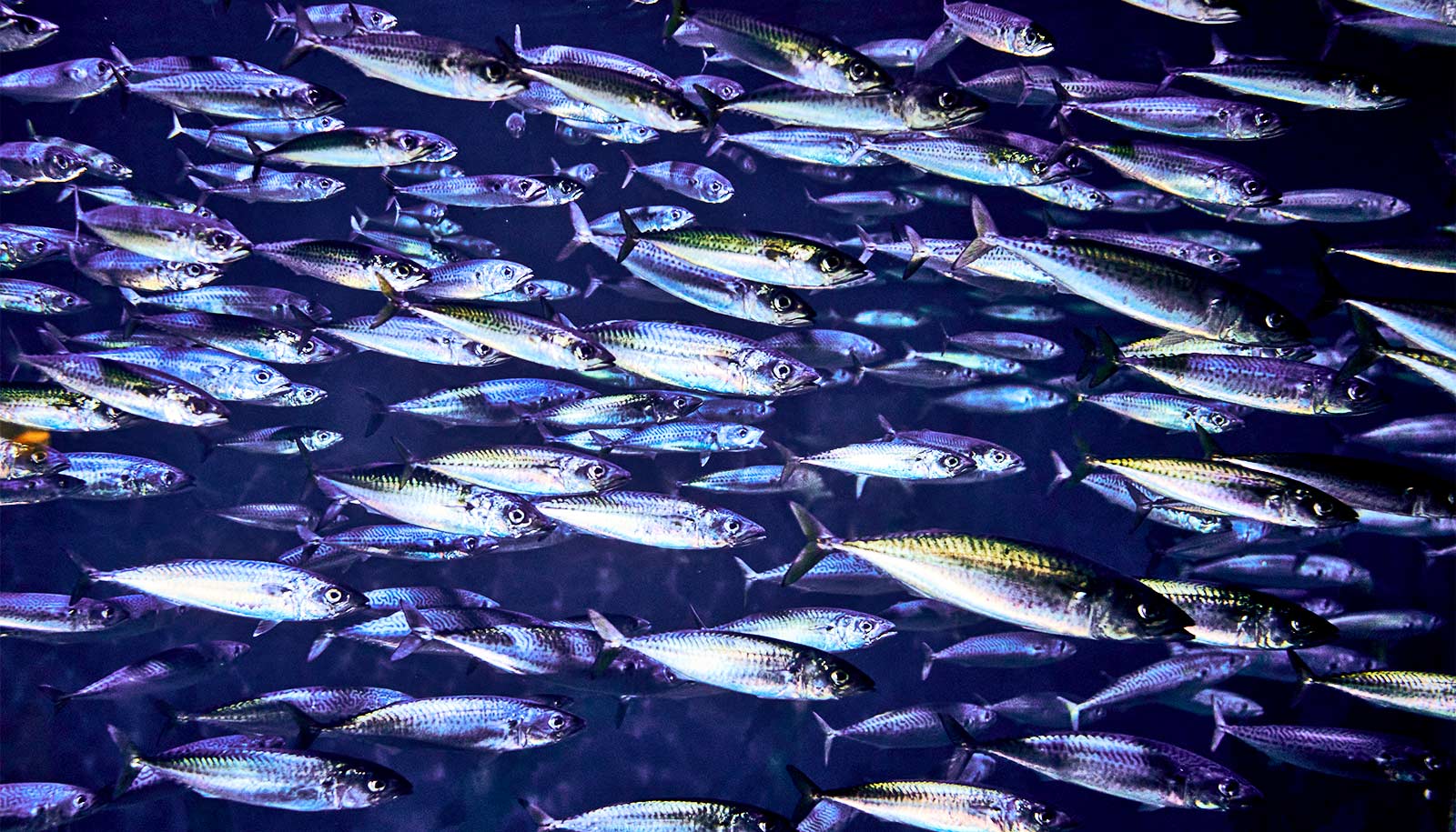 Hundreds of silvery mackerel swim in a school through dark blue water.