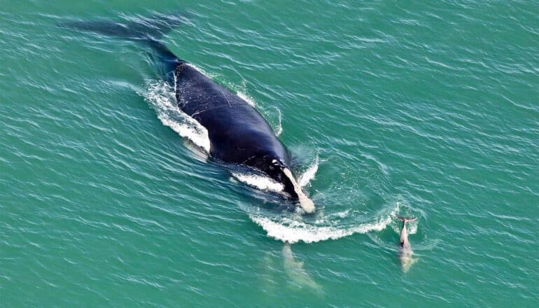 A northern right whale swims near a baby whale.