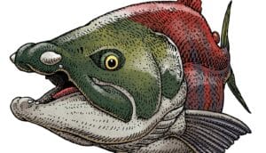 An illustration of the spike tooth salmon shows it's two teeth protruding from its snout.