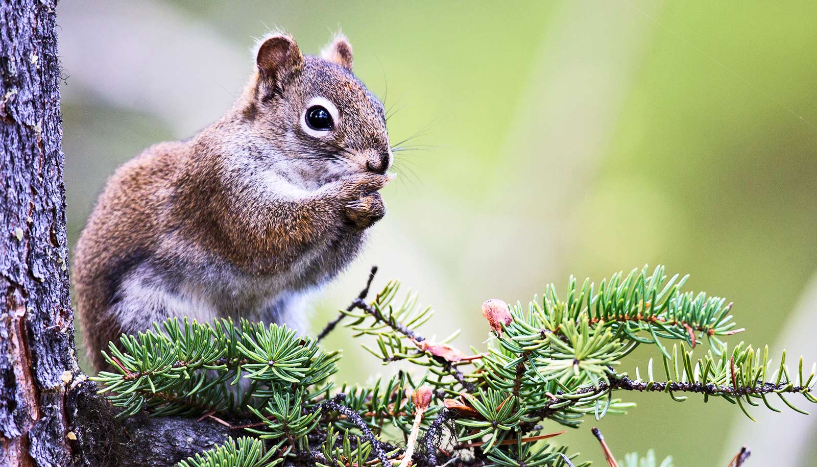 ضربه های اولیه باعث کاهش طول عمر سنجاب ها می شود