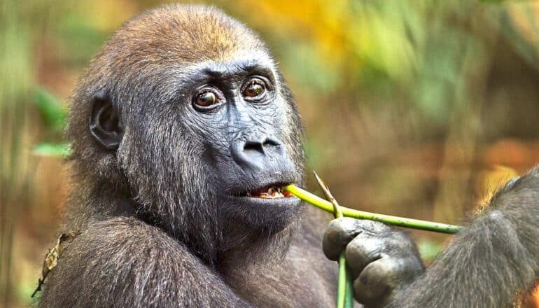 A young lowland gorilla eats a green plant stalk.