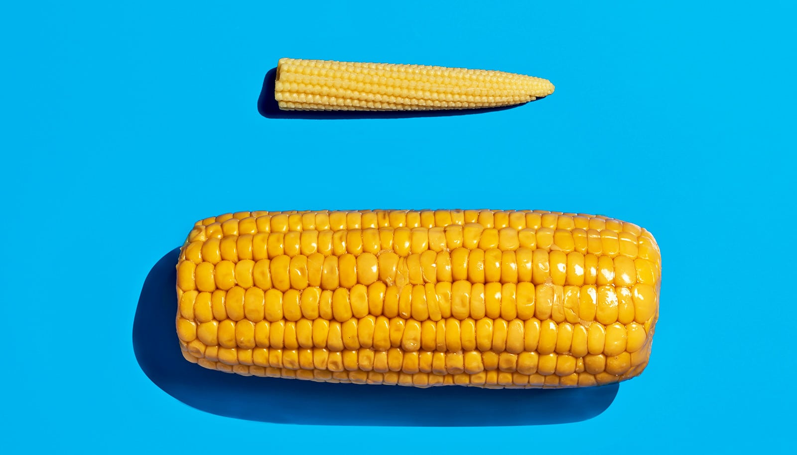 One large and one tiny corn cob on a blue background.