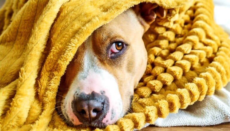 A dog looks tired while peeking out from under a yellow blanket.