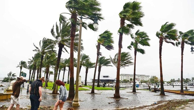 People stand in floodwater while huge palm trees bend in the wind.