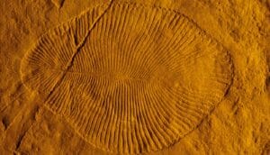 An impression in sand left by a fossil of an early creature.