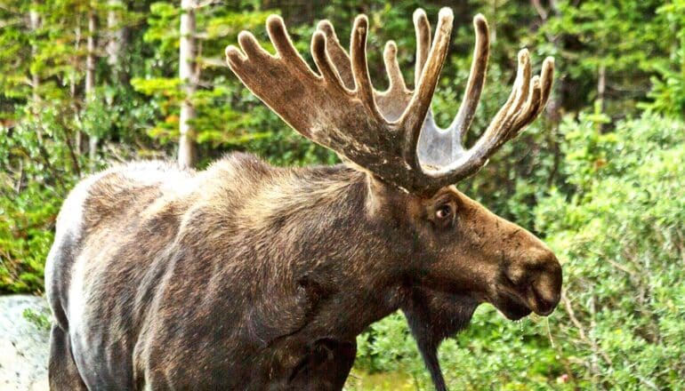 A moose with large antlers stands in a forest.