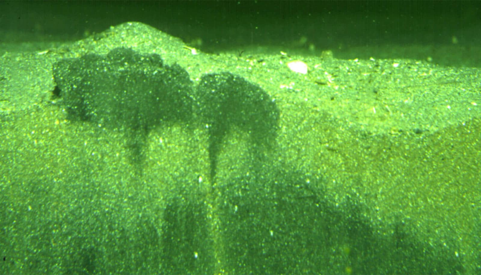 Sea floor sediment shown in bright green, including single grains of sand.