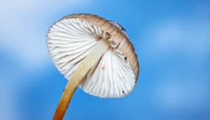 A mushroom shot from below against a bright blue sky.