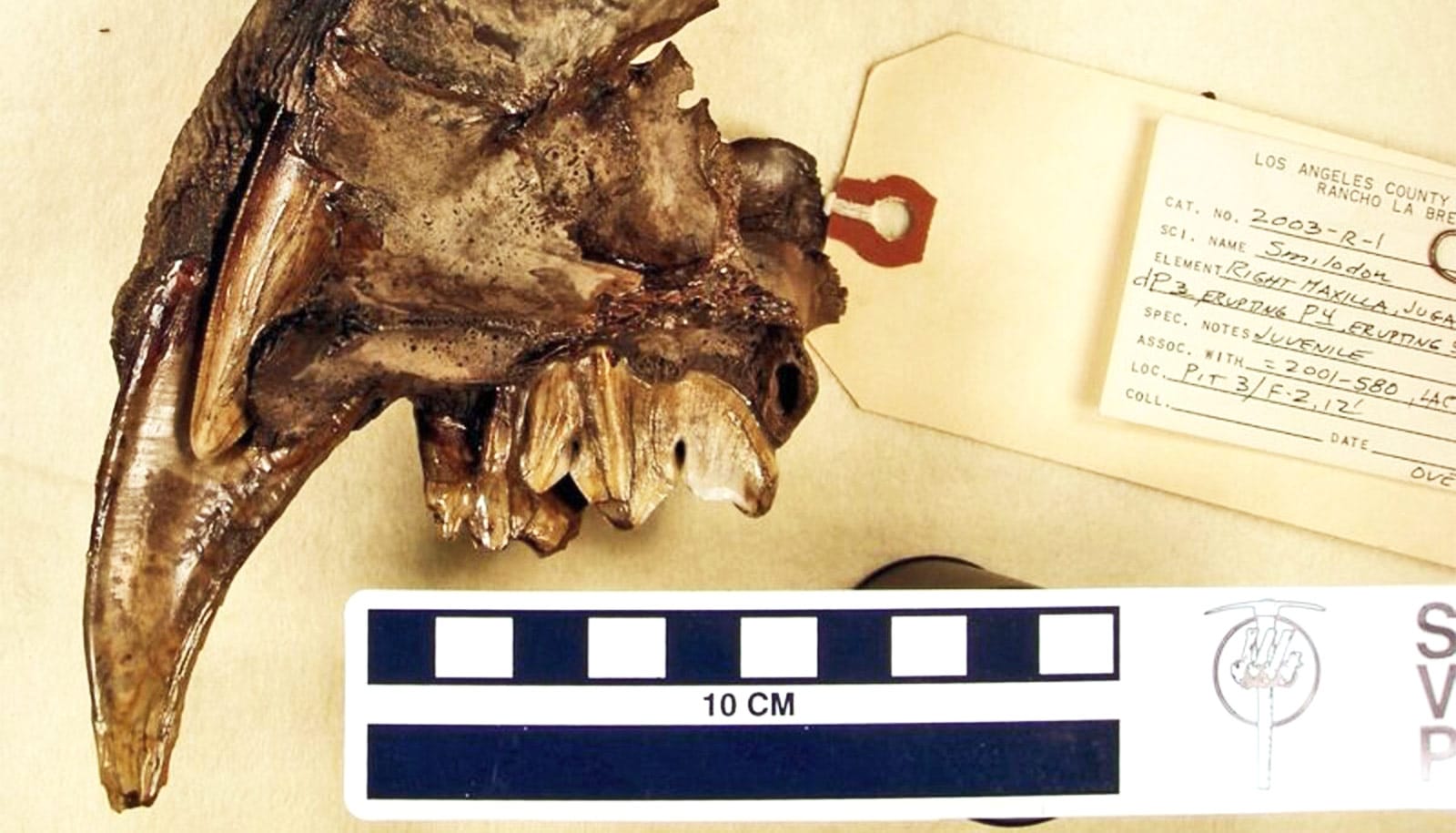 Why saber tooth cats kept their baby teeth