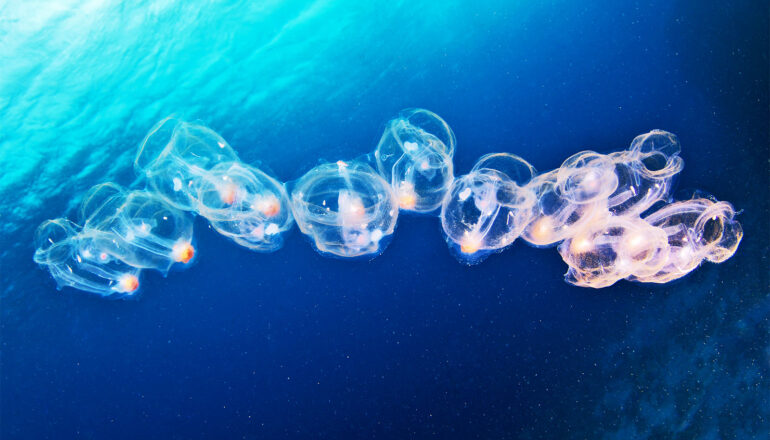 Transparent salps band together to swim through deep blue water.