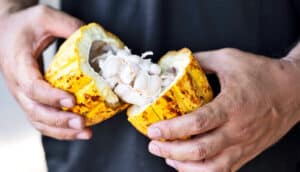 A man tears a cocoa fruit in half, revealing the white meat inside.