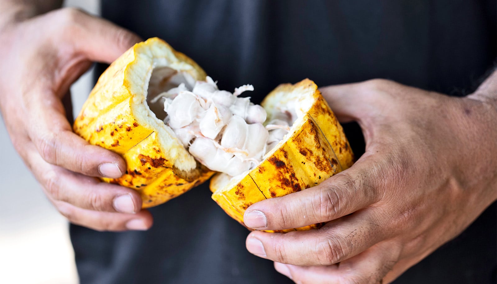 A man tears a cocoa fruit in half, revealing the white meat inside.