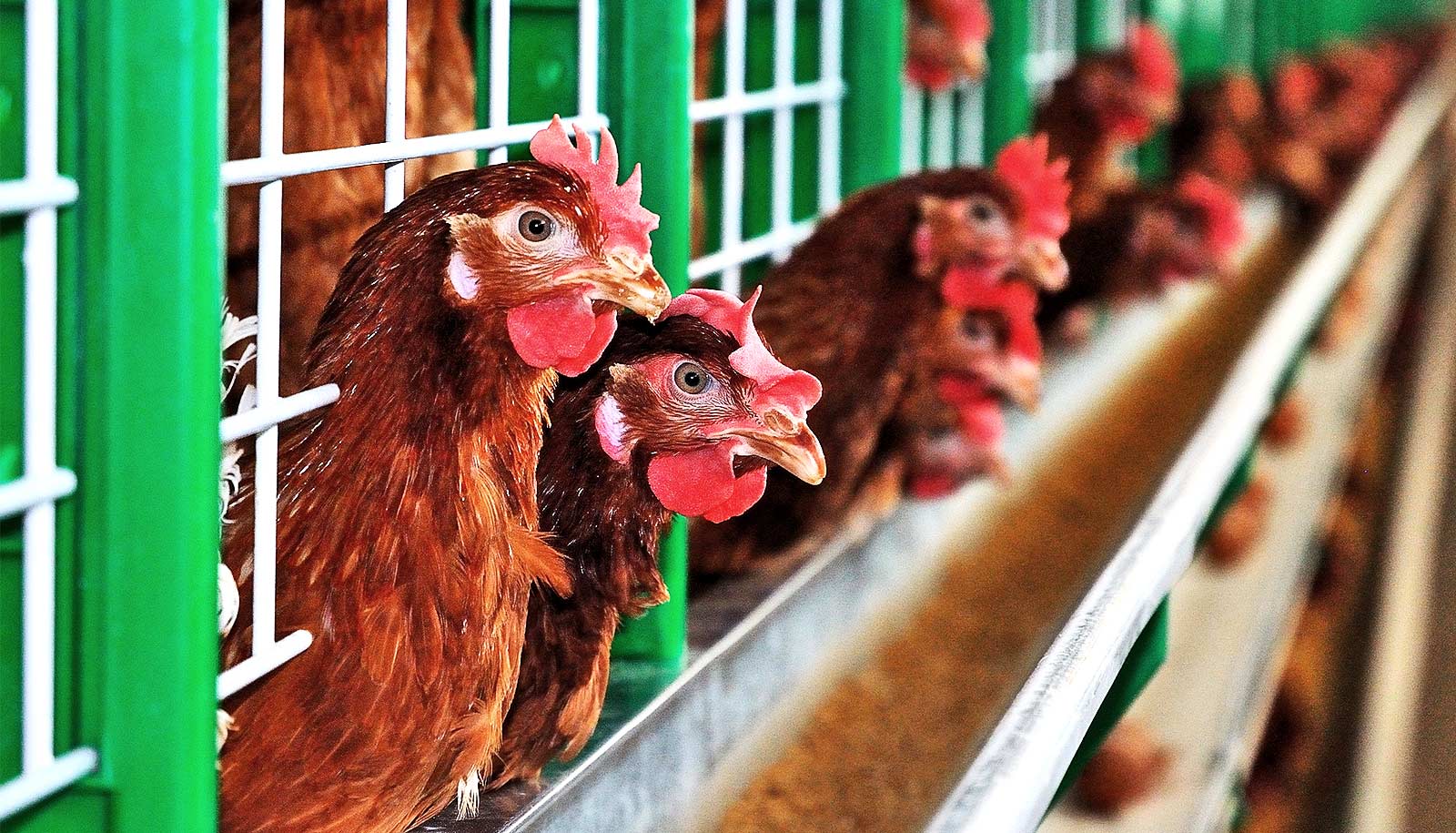 鳥インフルエンザが人類にとって問題になる可能性