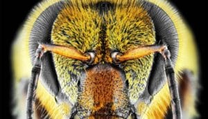 A close-up shot of a bee's head against a black background shows its yellow fuzz, antennae, and black eyes.
