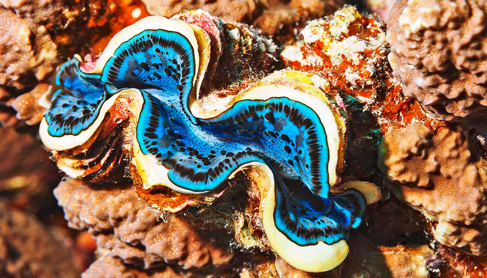 Giant clams could inspire better solar power systems Giant clams could inspire better solar power systems