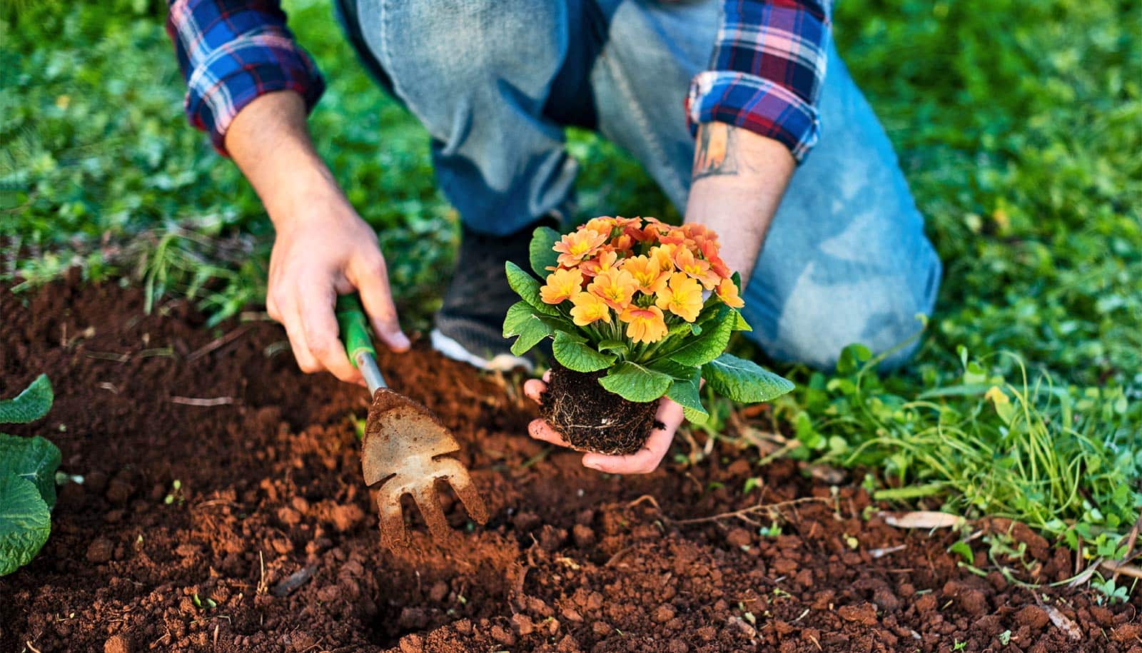 A person plants a flower in soil in a garden.