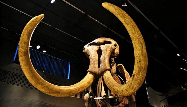 A mammoth skeleton with full tusks at a museum exhibit.