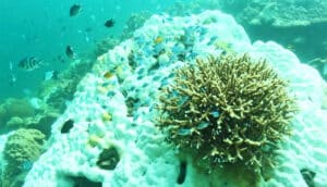 A bleached coral with fish swimming around it.
