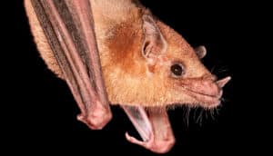 A reddish brown bat hangs upside down while looking upward against a black background.