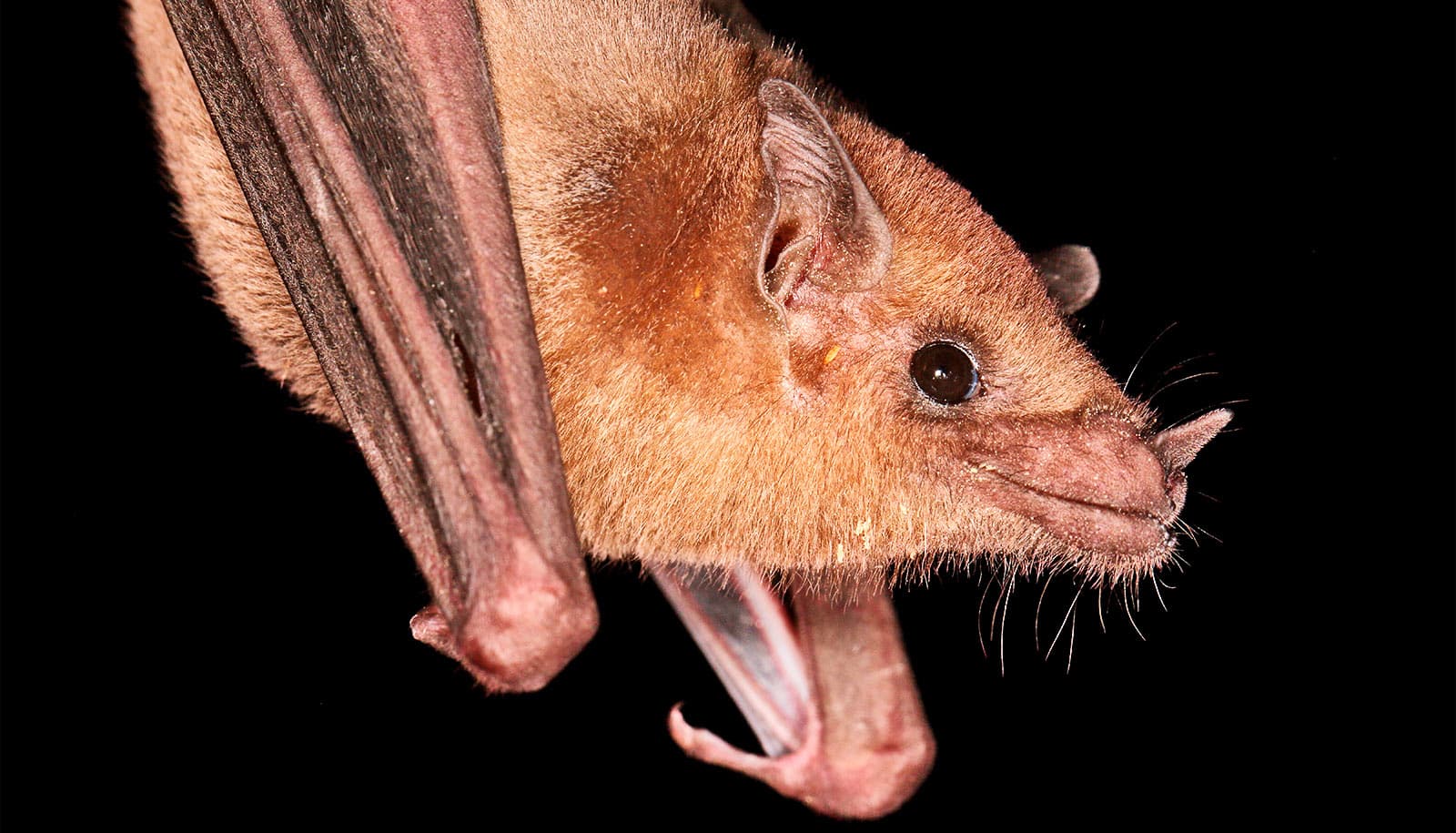 A reddish brown bat hangs upside down while looking upward against a black background.
