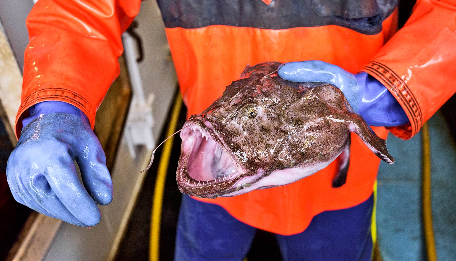 A fisherman wearing blue gloves and an orange jacket holds an anglerfish that has its toothy mouth wide open.