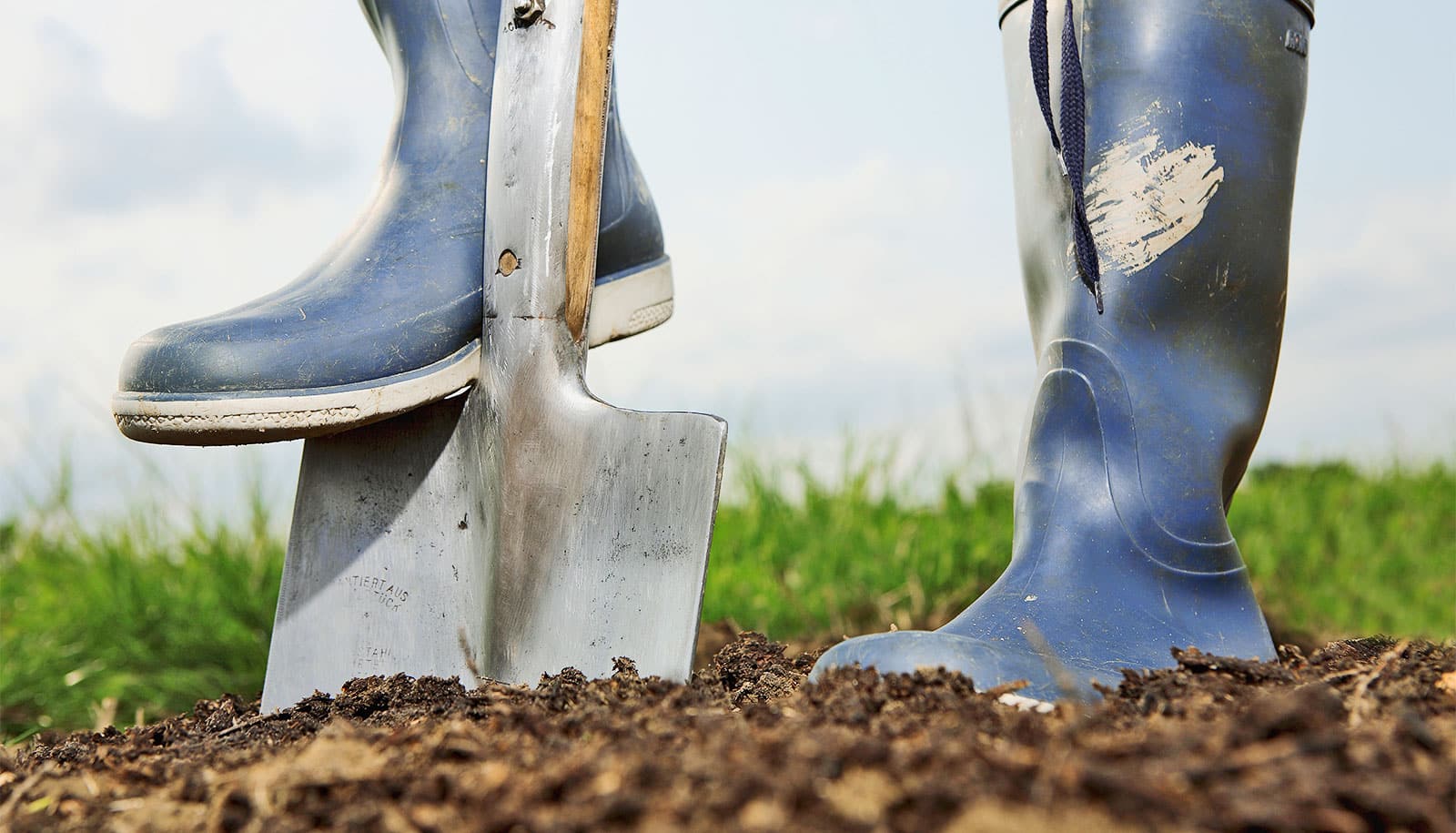 A person wearing rubber boots steps on a shovel to drive it into the soil.
