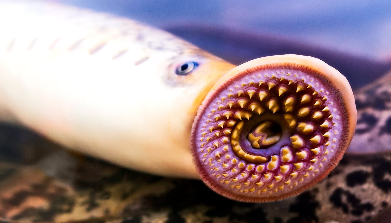 A lamprey in a tank of water puts its toothy mouth on the glass.