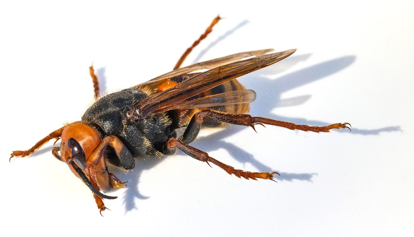 Could eradicated ‘murder hornets’ invade the US again?
