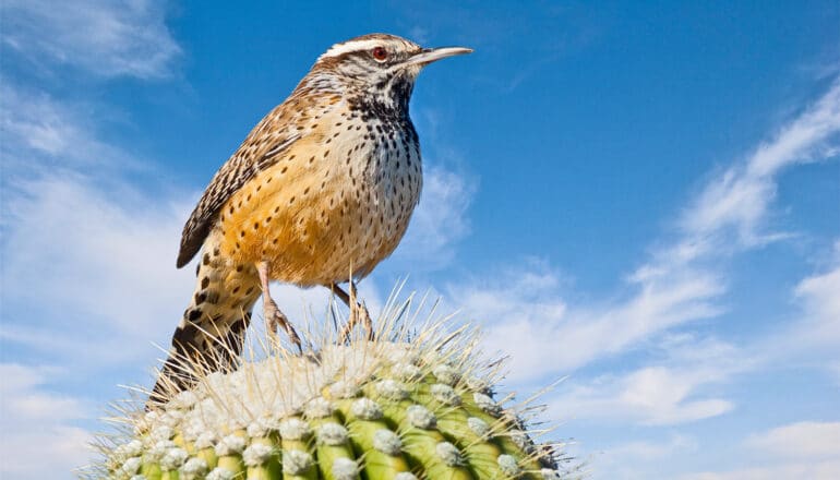 A brown and reddish cactus wren stands on top of a green cactus with white spines.