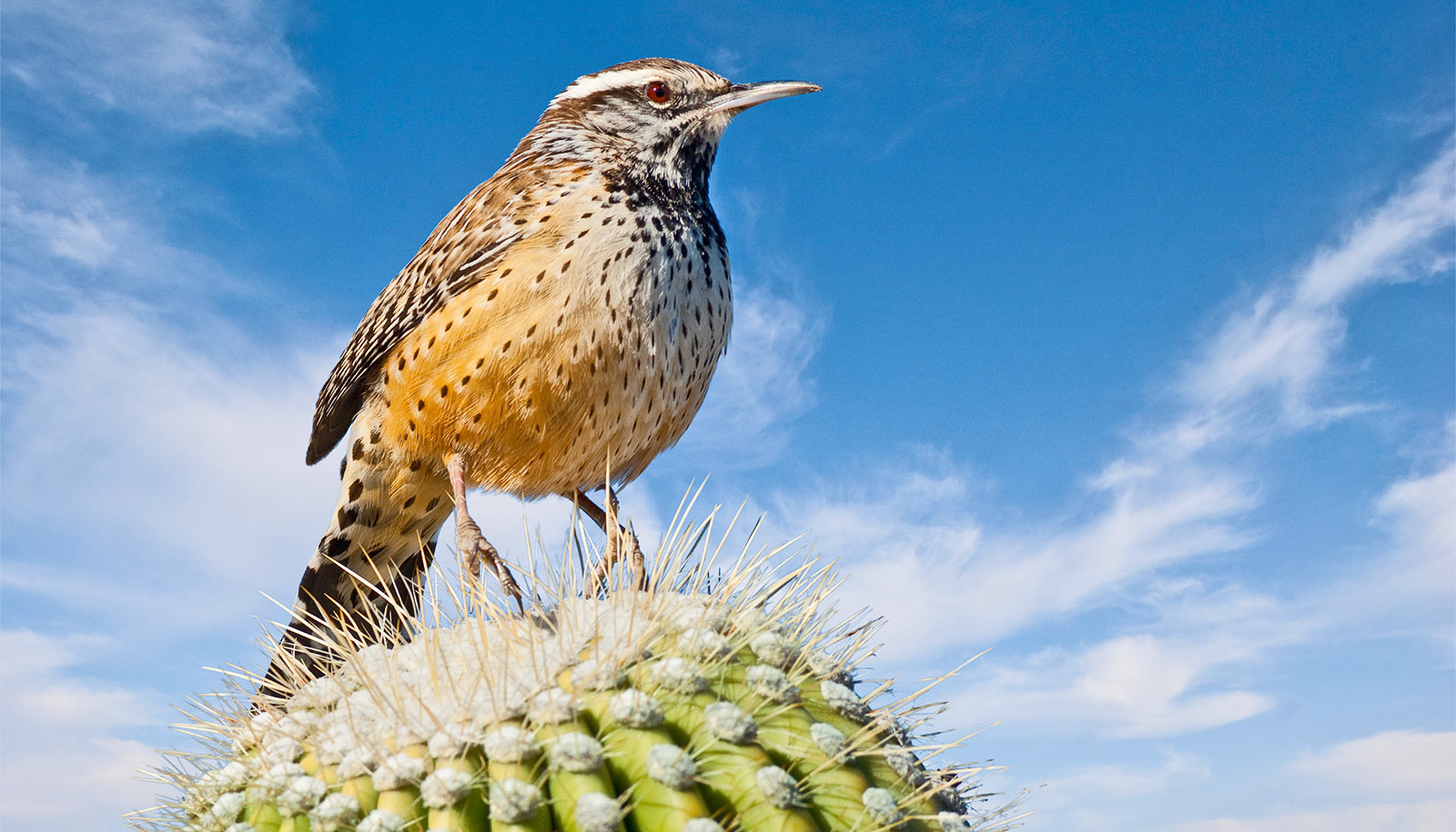 Few bird species can escape climate change