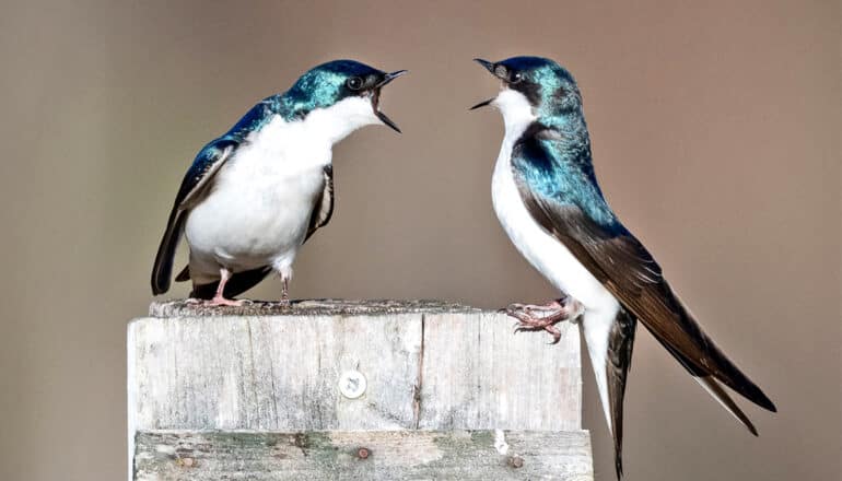 Two birds standing on a wooden post face each other with their mouths open as if they are arguing.